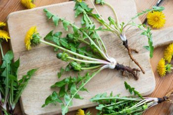 Dandelion Root Detox